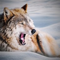 Winterwolf