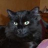 Ragnar the metal cat